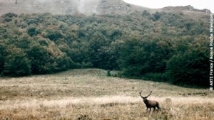 Filmstill aus "Die Natur kehrt zurück": Bild eines Hirsches in einem Wald