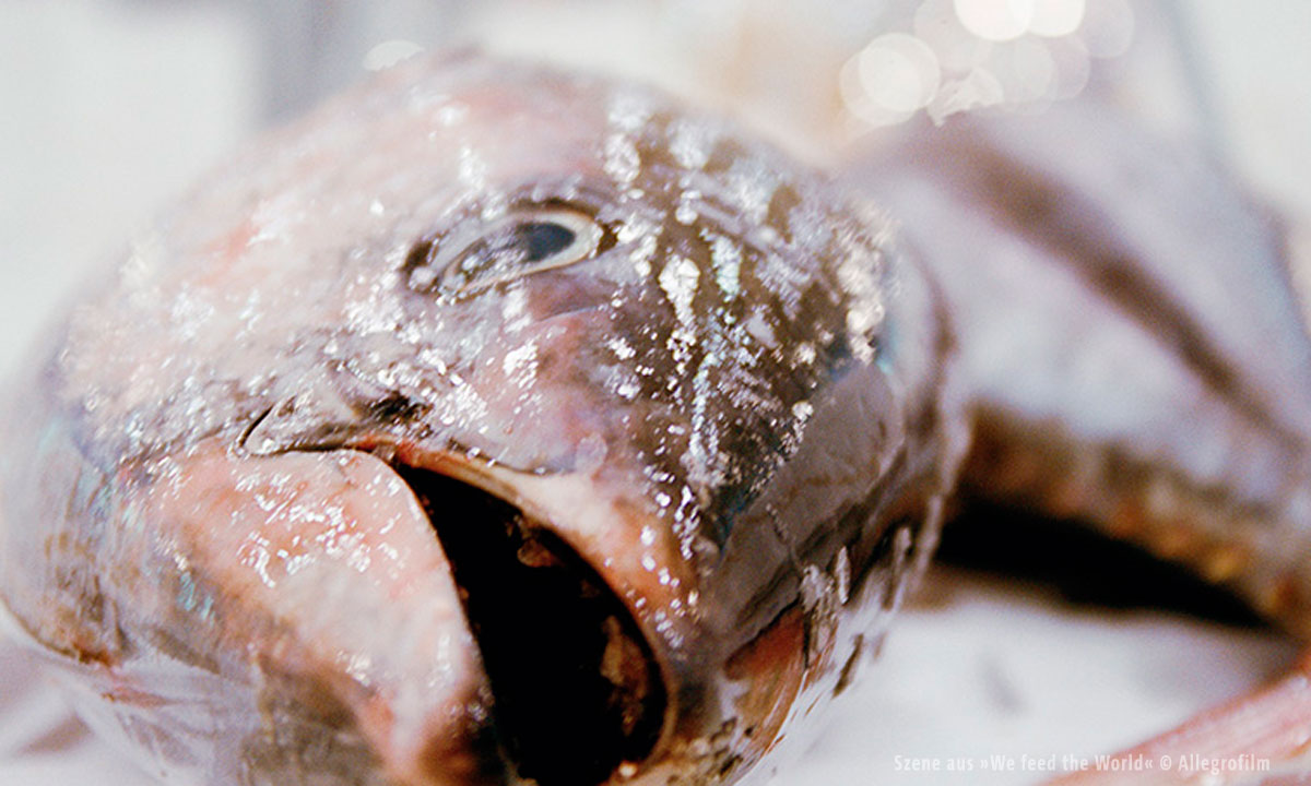 Bild eines toten Fisches (Filmstill aus der Doku "We Feed The World")