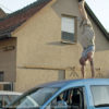 Bild eines Mannes der einen Handstand auf einem Autodach macht