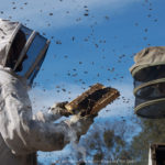 Imker mit Bienenstock