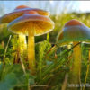 Bild von Pilzen