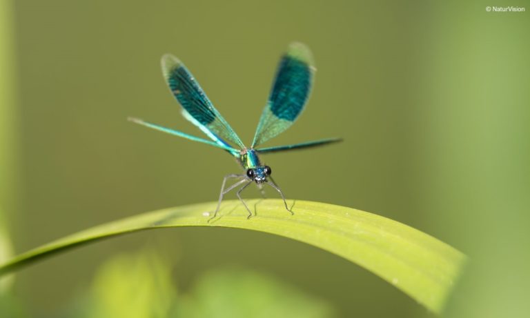 Eine Libelle auf einem Blatt. Filmstill aus "Libelle - Funkelnde Jäger" © NaturVision