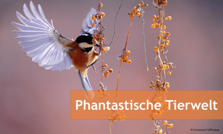 Phantastische Tierwelt Banner Vogel an Beeren